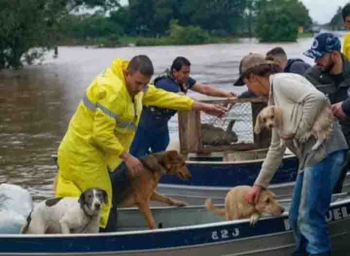 Direito Animal em foco – Animais de estimação foram resgatados nesta quinta-feira em cidades atingidas pelas chuvas