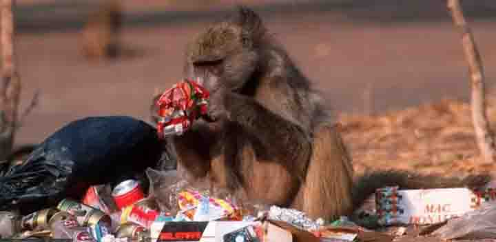 Direito Animal em foco – Diversas espécies de animais estão se adaptando à vida nas cidades humanas em busca de comida