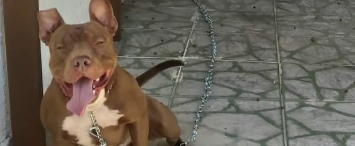 Direito Animal em foco – Sobre o pitbull que atacou casal de caseiros no Lázaro, em Ubatuba