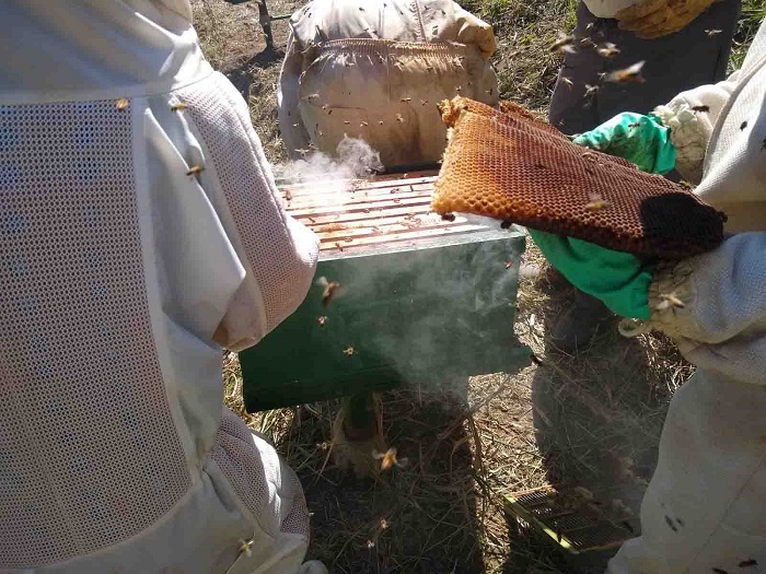 Cursos oferecidos pelo Sebrae-SP, Senar e Sindicato Rural fomentam a apicultura no Vale do Paraíba