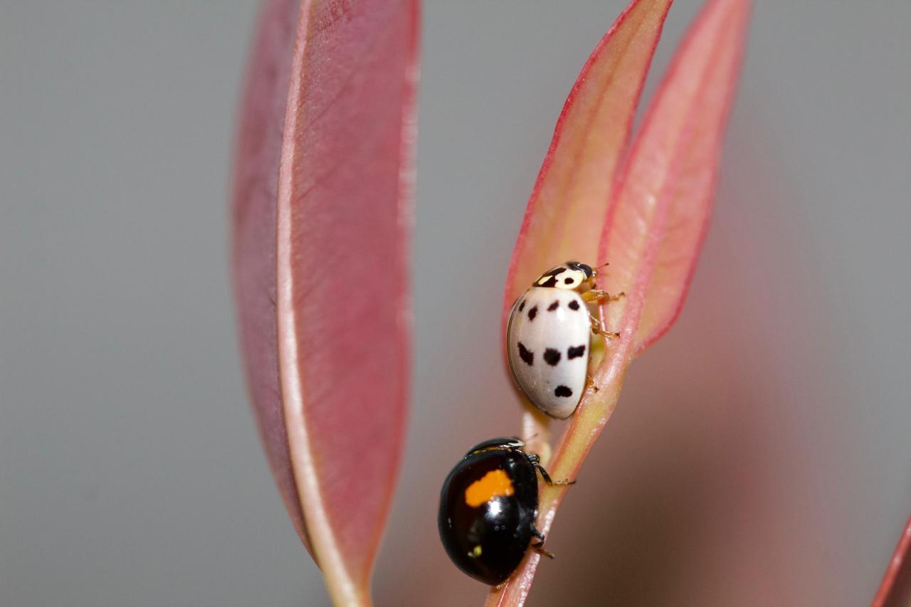 Suzano utiliza exército de joaninhas no combate a pragas