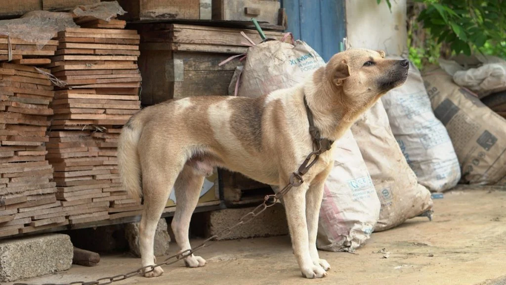 Alesp aprova lei que multa de R$ 3.700 para quem acorrentar cães ou gatos