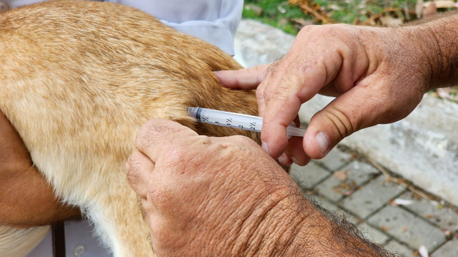 Prefeitura disponibiliza vacinação antirrábica na região central