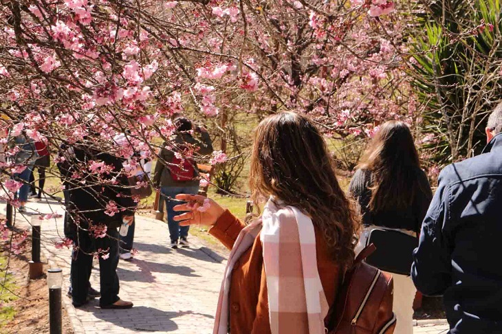 Com a florada de 800 sakuras, Festa da Cerejeira de Campos do Jordão atrai turistas de todos os cantos do país