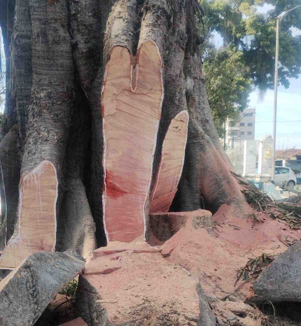 Prefeitura corta árvore centenária na Praça da Eletro