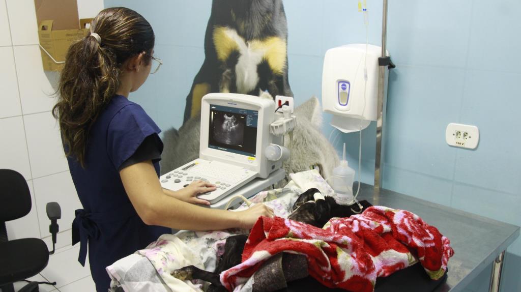 Taubaté realiza quase cinco mil castrações em 2025; Hospital Veterinário supera 12 mil atendimentos