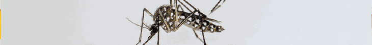 Banner Publicitário