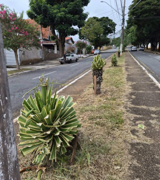 Canteiro central no Alto do Cristo tem plantas quase destruídas