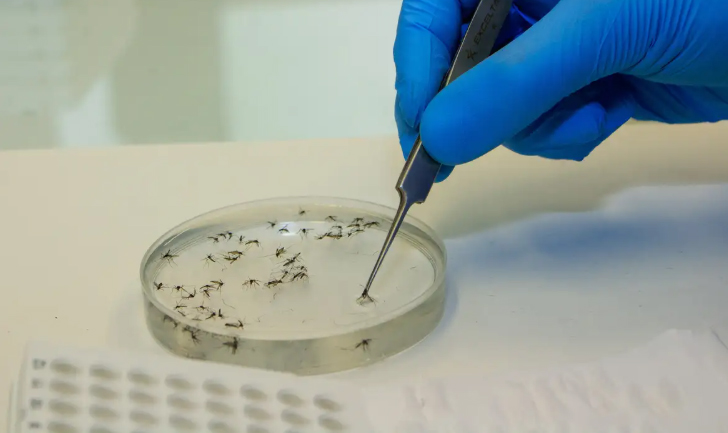 Taubaté e Tremembé somam dez mortes por dengue em 2026