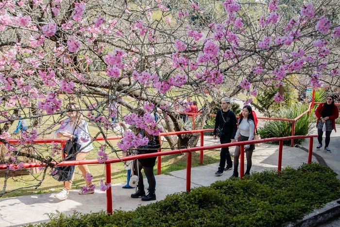 Tradição milenar do Taiko é destaque na “55ª Festa da Cerejeira em Flor” em Campos do Jordão
