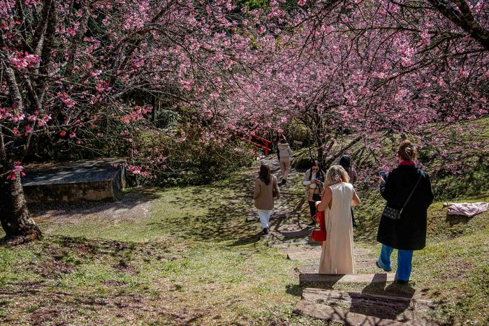 Parque da Cerejeira de Campos do Jordão entra no auge da floração e lança visitação guiada durante a semana