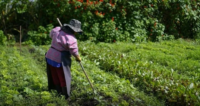 Mulheres ganham protagonismo na agricultura familiar apoiada pela Suzano em SP